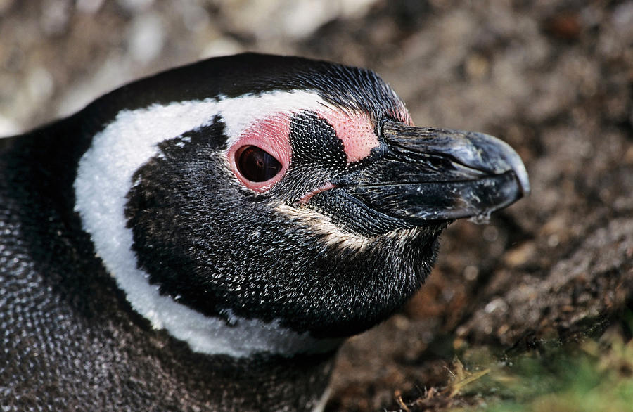 Penguin Photograph - Magellanic Penguin (spheniscus by Martin Zwick