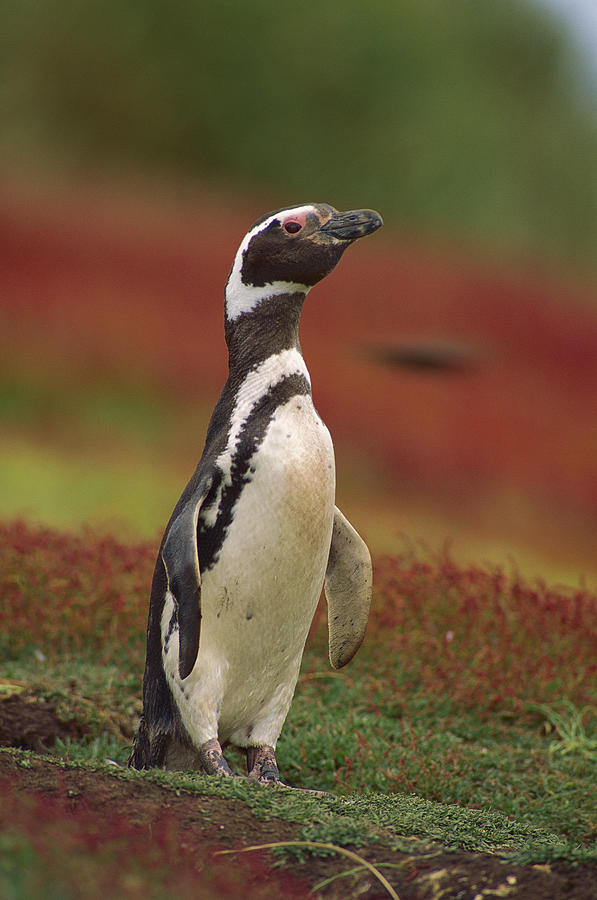 Magellanic Penguin  West Falkland Island Photograph by Gerry Ellis