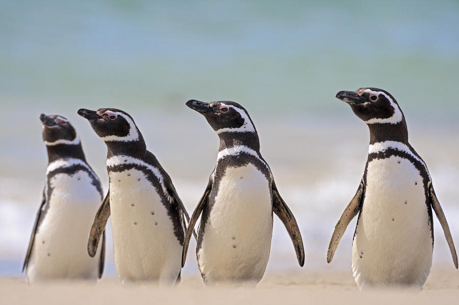 Animal Photograph - Magellanic Penguins Carcass Island by Heike Odermatt