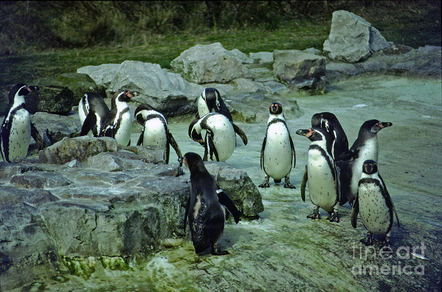 Magellanic Penguins Photograph by Rod Jones
