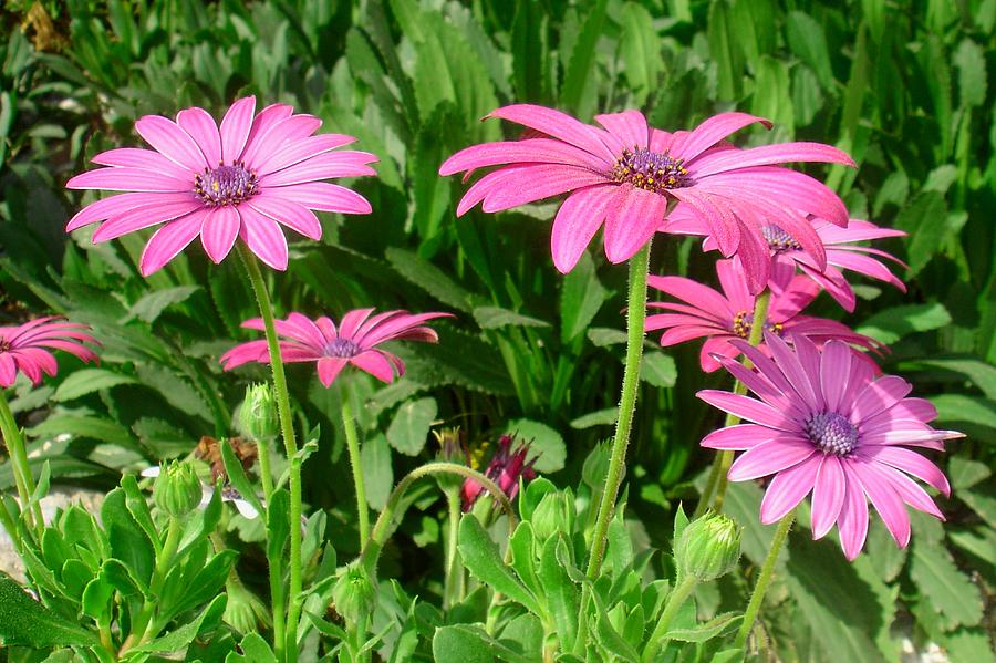 Magenta African Daisies Photograph by Taiche Acrylic Art