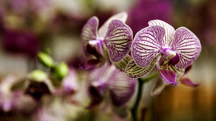 Magenta and Cream Orchids Photograph by Lynn Palmer - Fine Art America