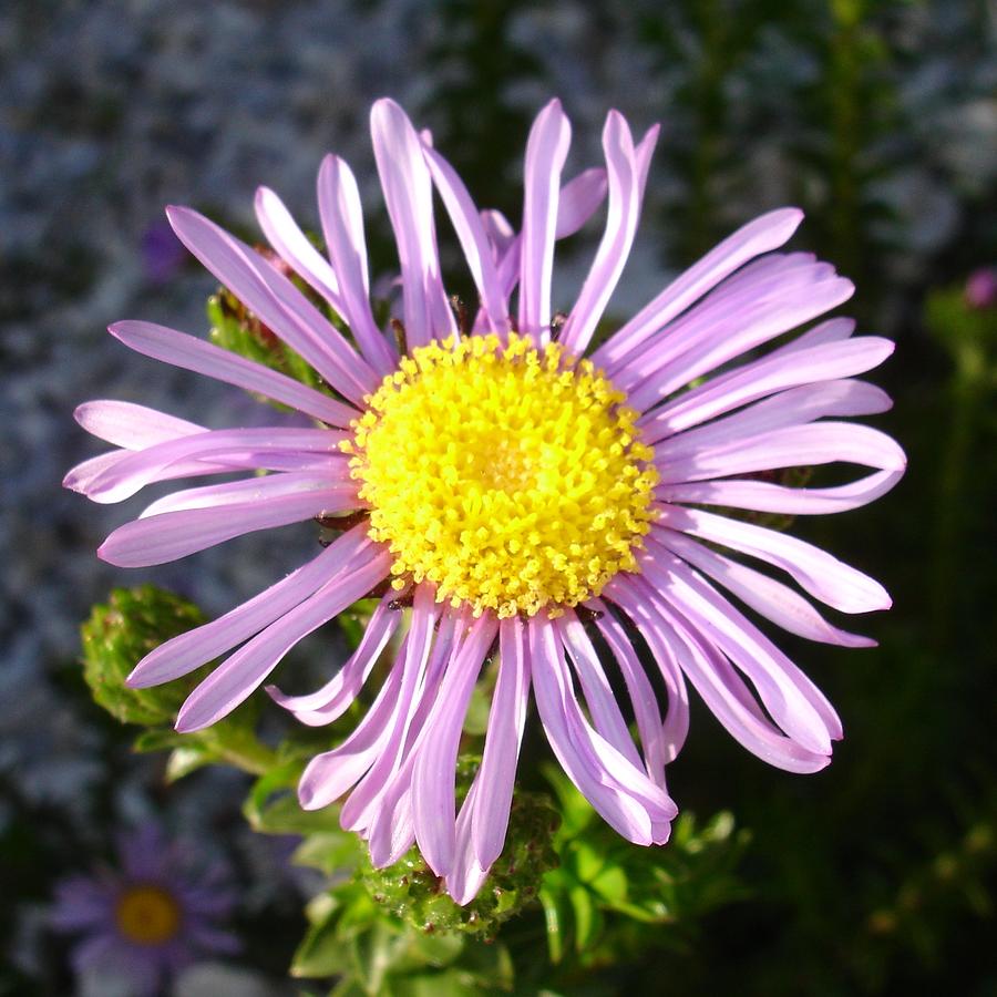 Magenta Aster A Star of Love and Fidelity Photograph by Taiche Acrylic Art