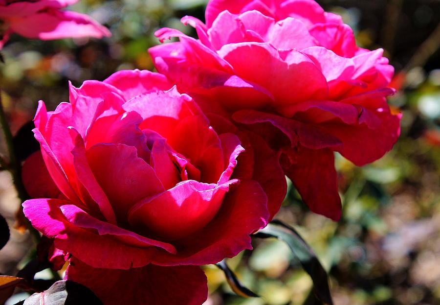 Rose Photograph - Magenta Blooms by Alina Skye