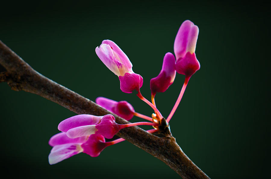 Magenta Buds Photograph by Don Wolf