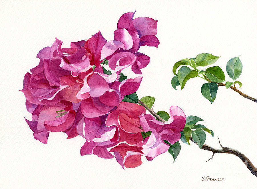 Flower Painting - Magenta Colored Bougainvillea with Leaves by Sharon Freeman