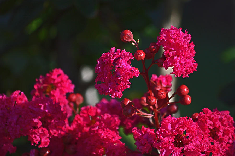 Magenta Crepe Myrtle Photograph by Bill Swartwout