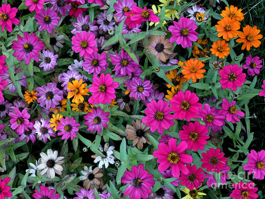 Magenta Daisies Photograph by Dee Flouton
