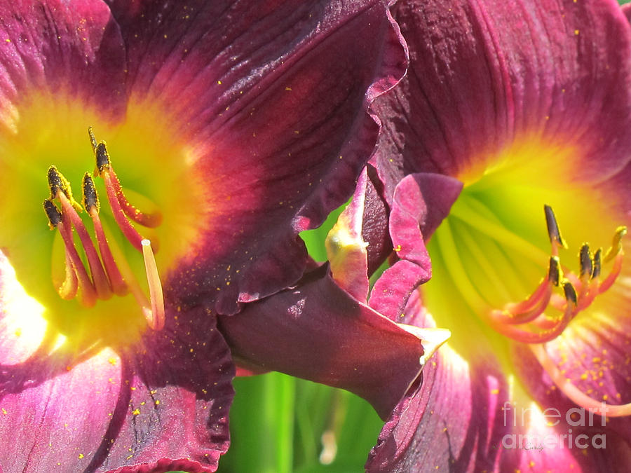 Magenta Day Lily Photograph by Kathie McCurdy