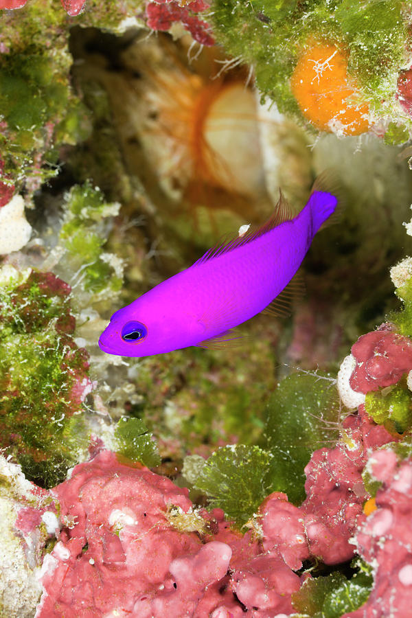 Vertical Photograph - Magenta Dottyback Pseudochromis by Reinhard Dirscherl Vertical Photograph - Magenta Dottyback Pseudochromis by Reinhard Dirscherl