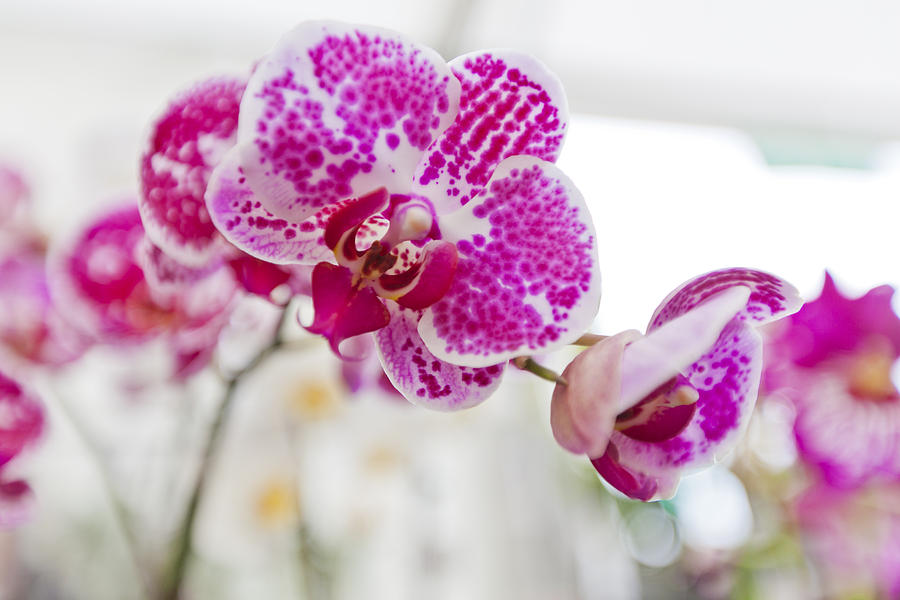 Magenta Ears Orchid Photograph by Maj Seda