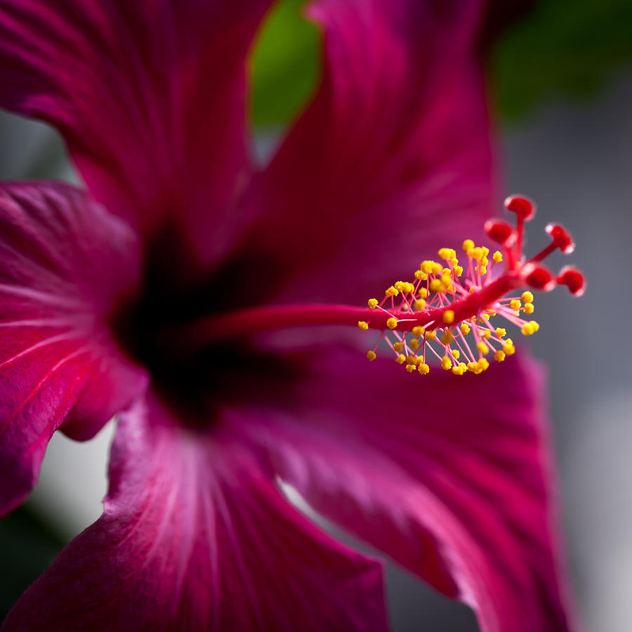 Nature Photograph - Magenta Flower by David Patterson