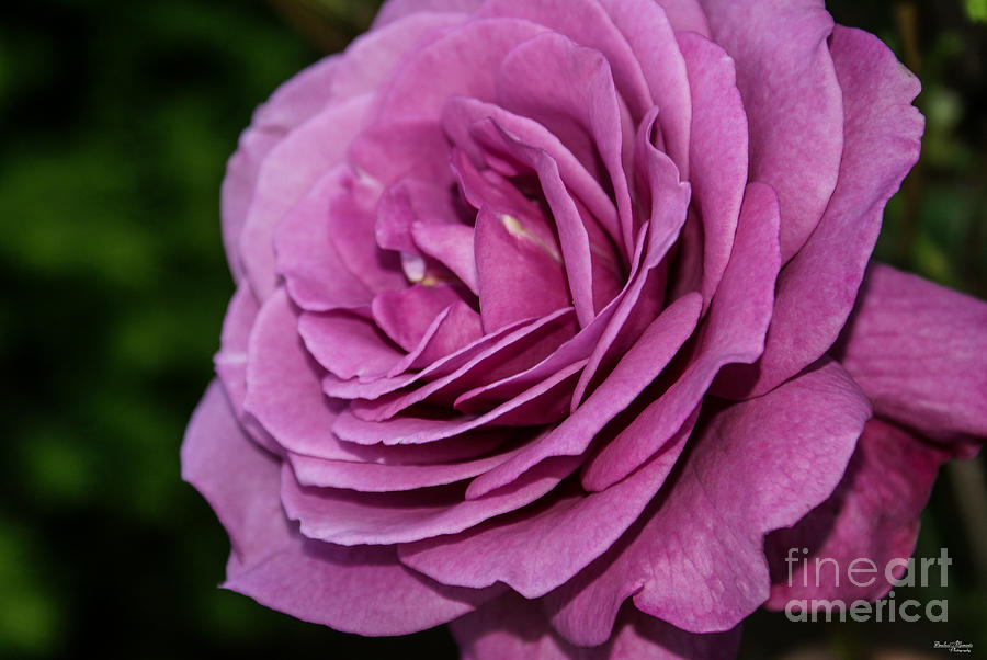 Flower Photograph - Magenta Garden Rose by Jennifer White