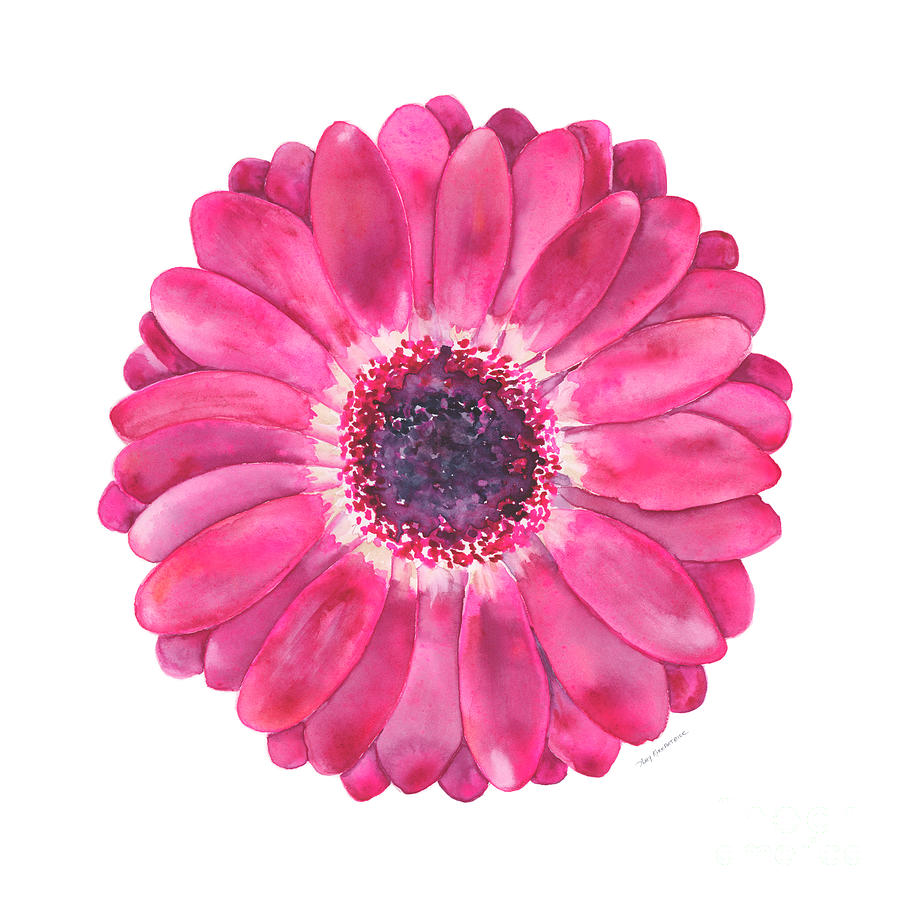 Flower Painting - Magenta Gerbera Daisy by Amy Kirkpatrick