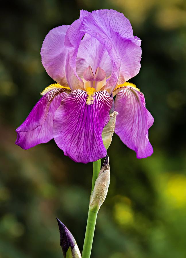 Magenta Iris crop Photograph by Steve Harrington