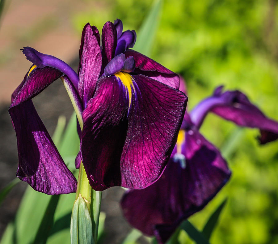Magenta Iris Photograph by Jane Luxton