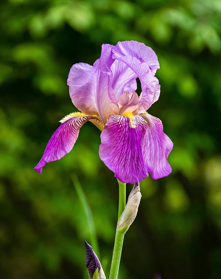 Magenta Iris Profile Photograph by Steve Harrington