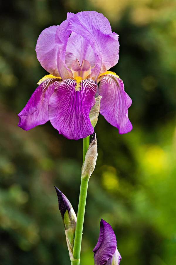 Magenta Iris Photograph by Steve Harrington
