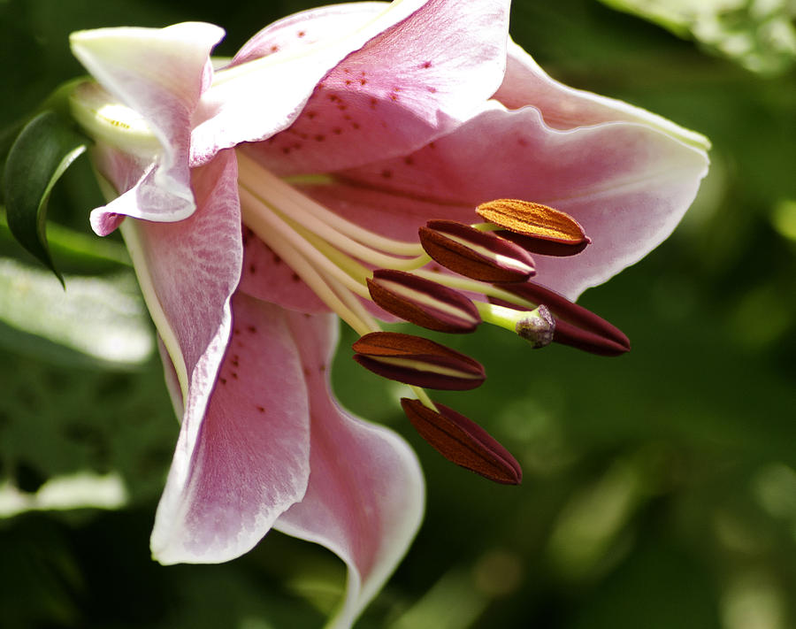 Magenta Lilly Photograph by Shirlee Mikel Vos | Fine Art America