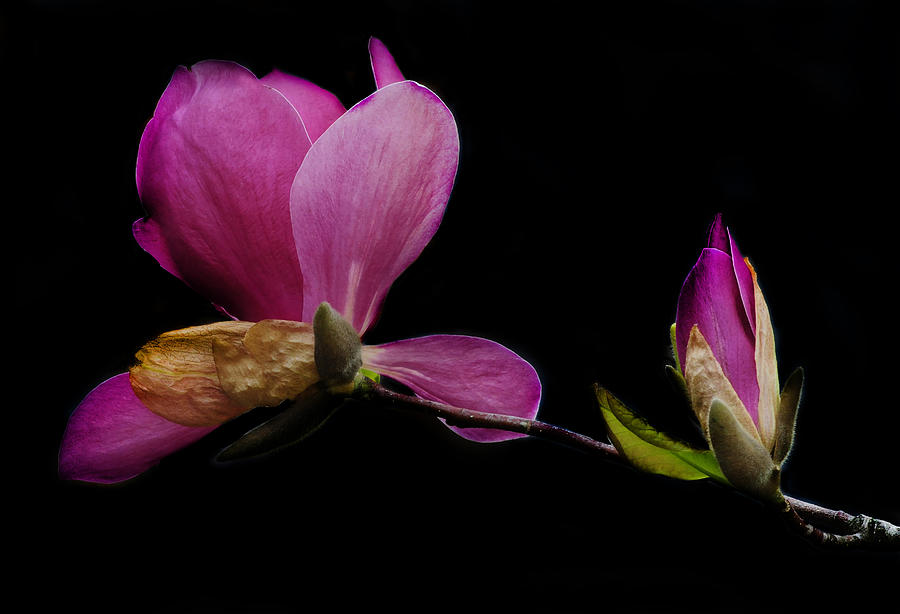 Magenta Magnolia Photograph by Dave Mills