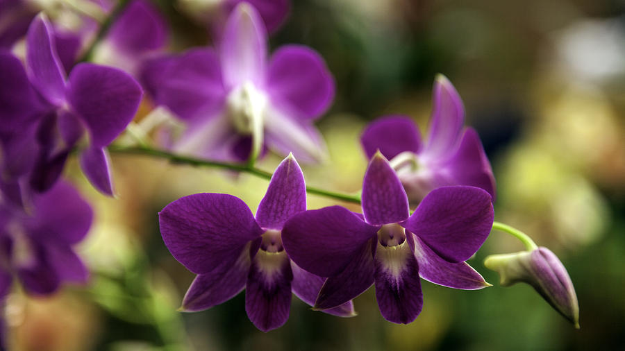 Magenta Orchids Photograph By Lynn Palmer Fine Art America