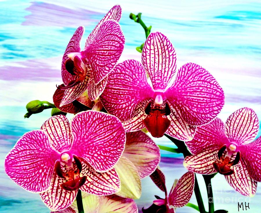 Magenta Orchids Photograph by Marsha Heiken