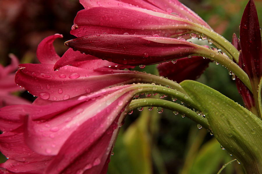 Flower Photograph - Magenta Rain by Greg Allore