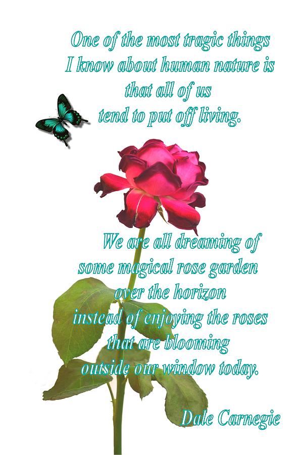 red rose pictures with quotes