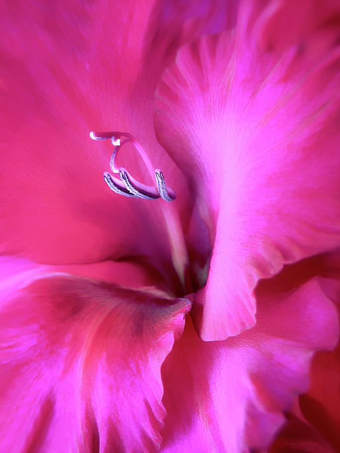 Magenta Splendor Gladiola Flower Photograph by Jennie Marie Schell