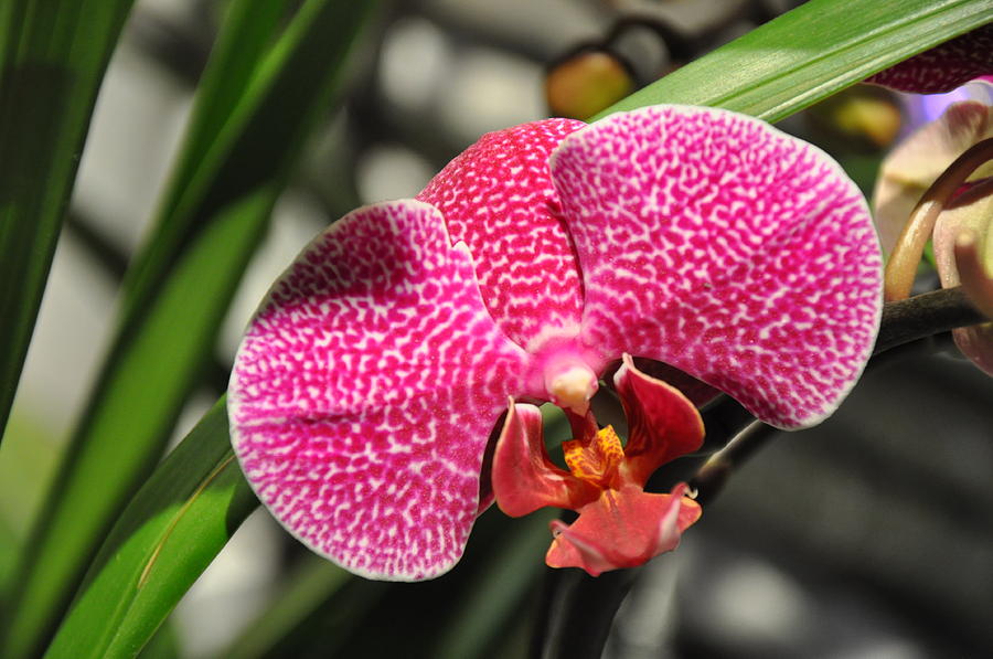 Magenta Spotted Orchid Photograph by Amanda Heavlow - Fine Art America
