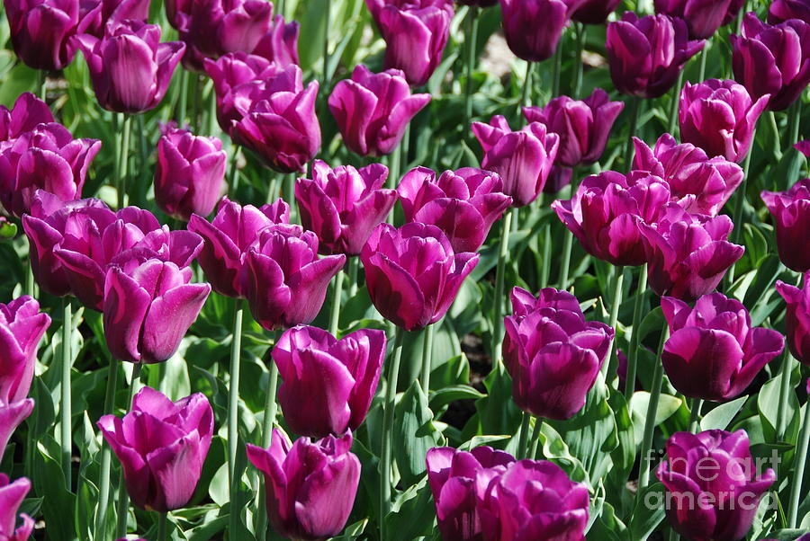 Magenta Tulips Photograph by Allen Beatty