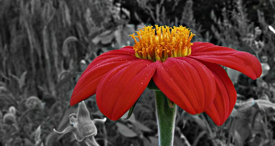 Magenta Zinnia Flower  9093 Photograph by David Dehner