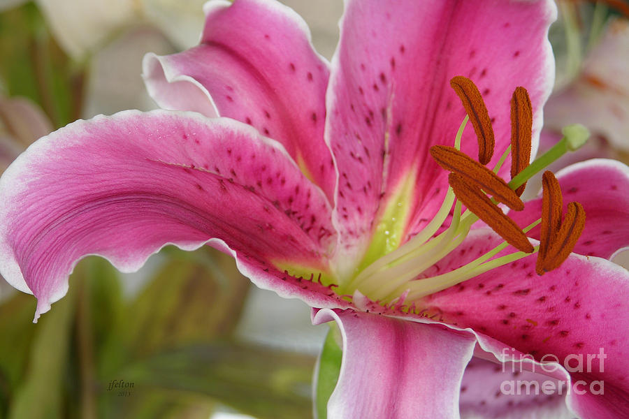 Flower Photograph - Magenta Tiger Lily by Julianne Felton