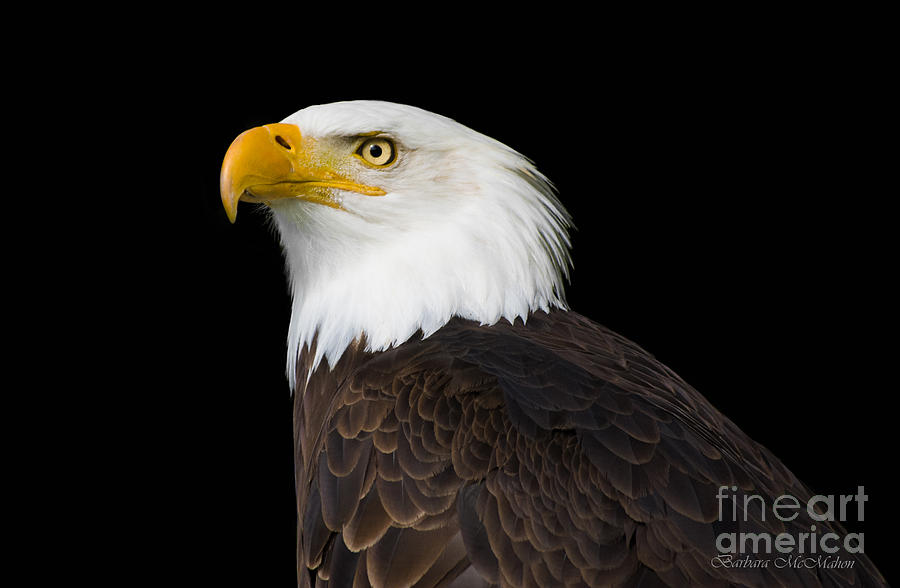 Magestic Bald Eagle Photograph by Barbara McMahon