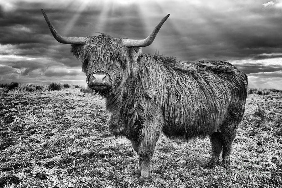 Sheep Photograph - Magestic Highland Cow by John Farnan
