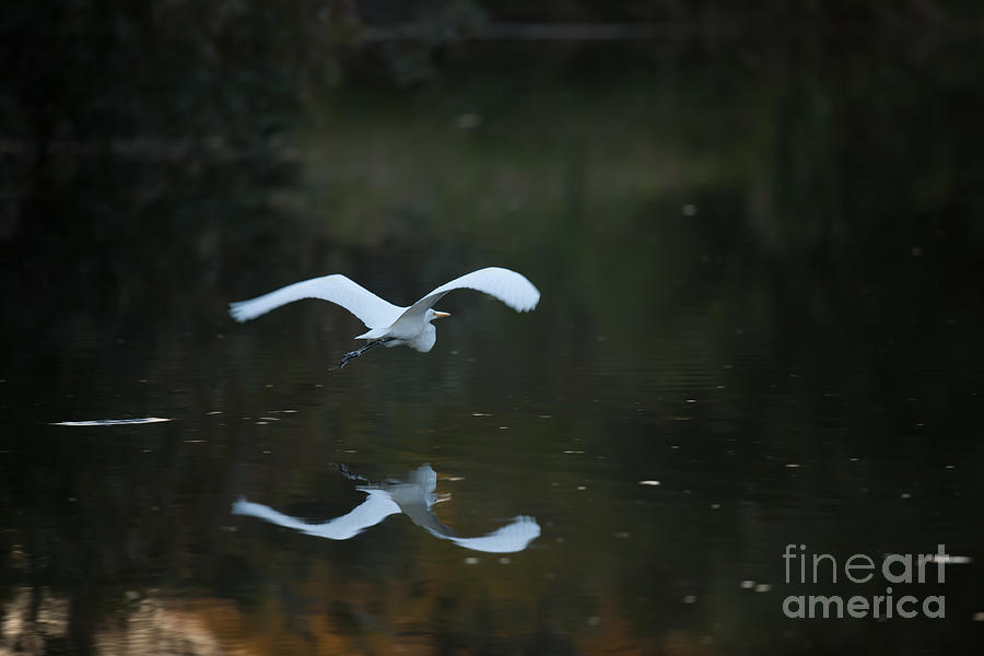 Magestic White Heron Photograph