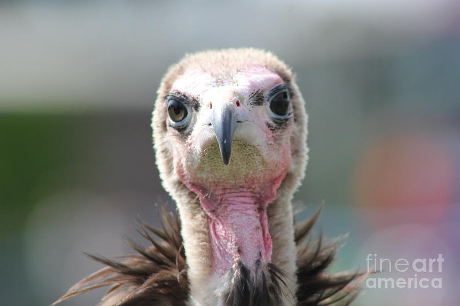 Maggee The Hooded Vulture Photograph by Vicki Spindler