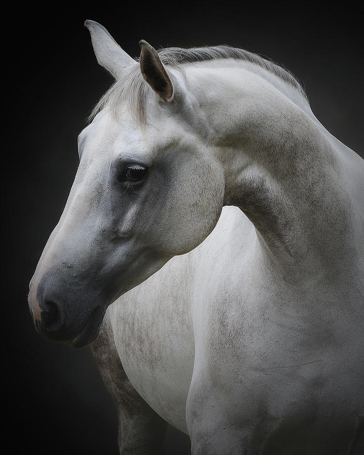 Horse Photograph - Maggie by Avishai Avivi
