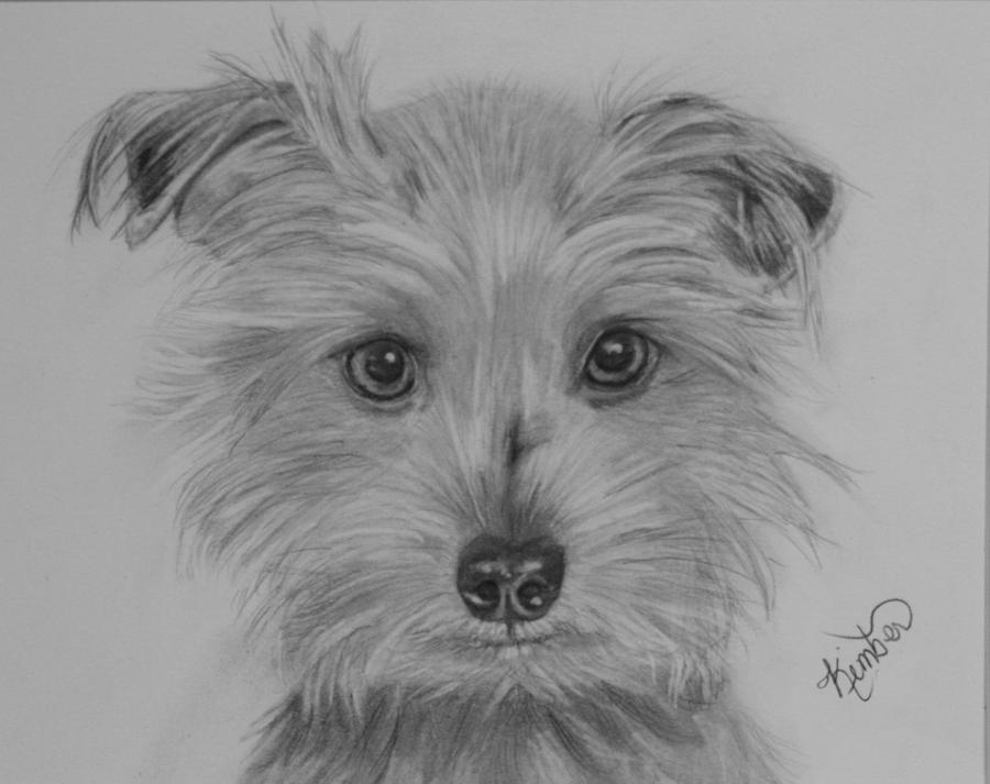 Maggie Drawing by Kimber  Butler