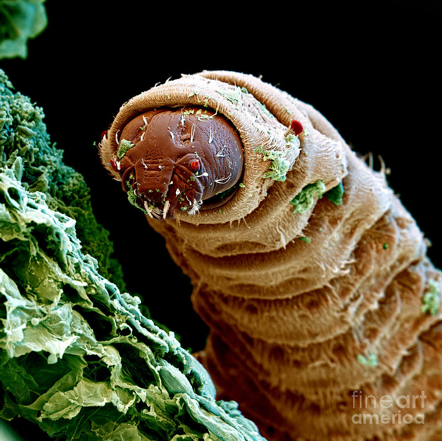 Maggot by Eye of Science