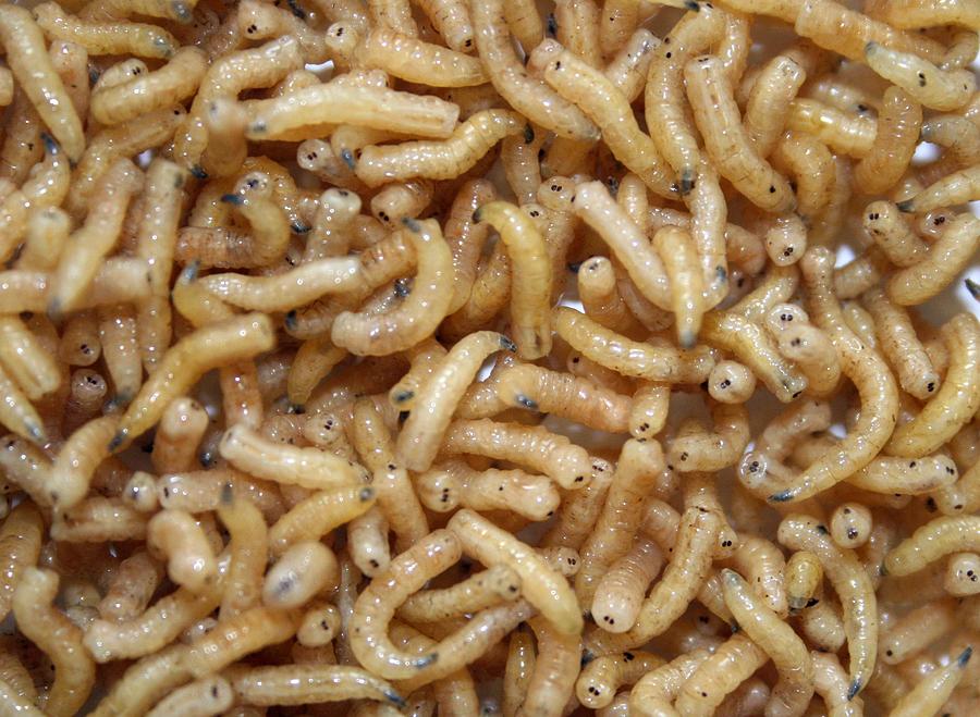 Maggot waste digestion food production Photograph by Science Photo