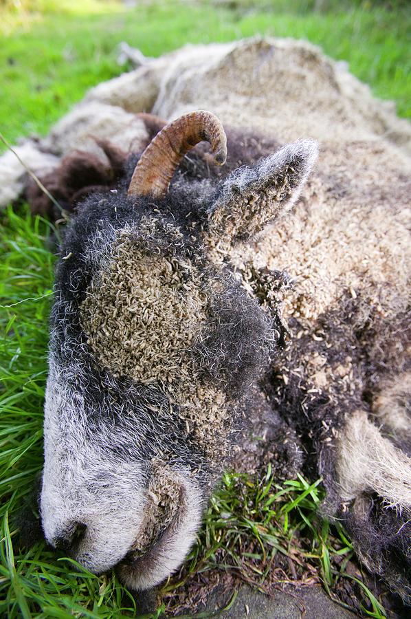 Maggots On A Dead Sheep Photograph by Ashley Cooper