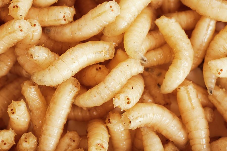 Maggots Photograph by Science Photo Library