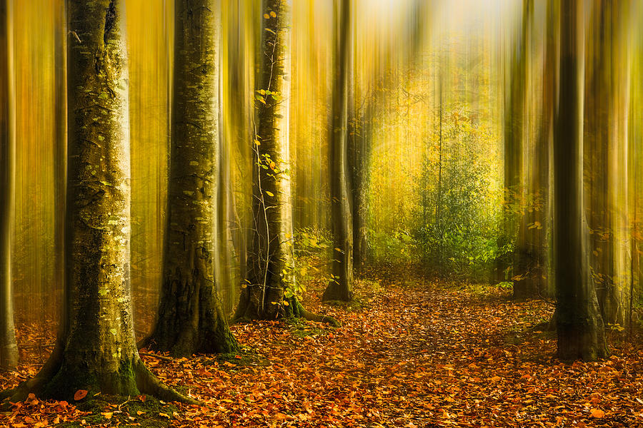 Magic Autumn Woods Photograph