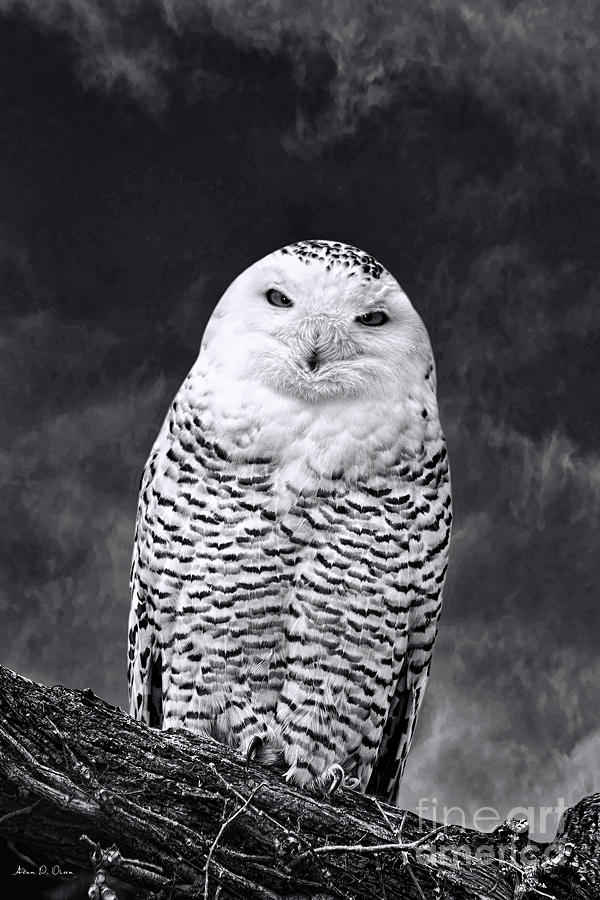 MAGIC BEAUTY - snowy owl Photograph by Adam Olsen