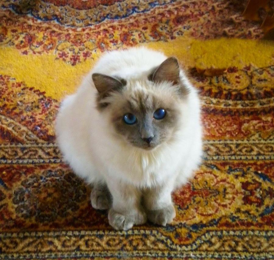 Magic Carpet Cat Photograph by Marilyn MacCrakin