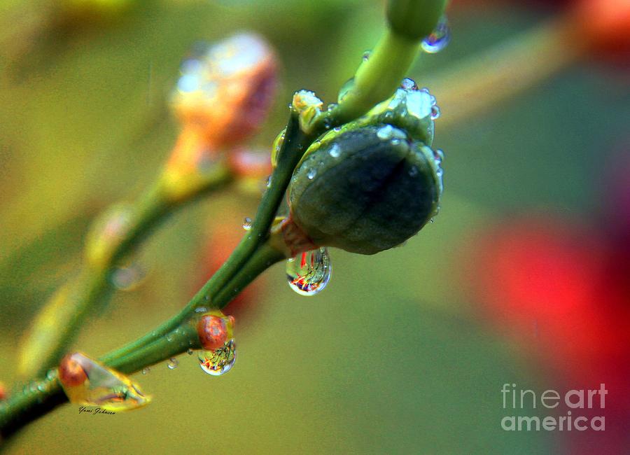 Magic droplets Photograph by Yumi Johnson