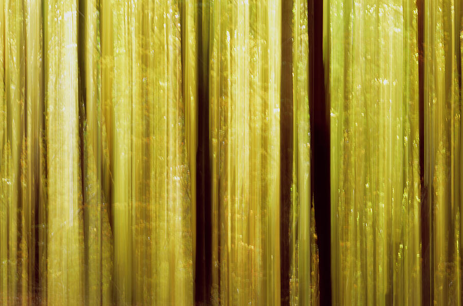 Magic Forest Photograph by Catherine Murton