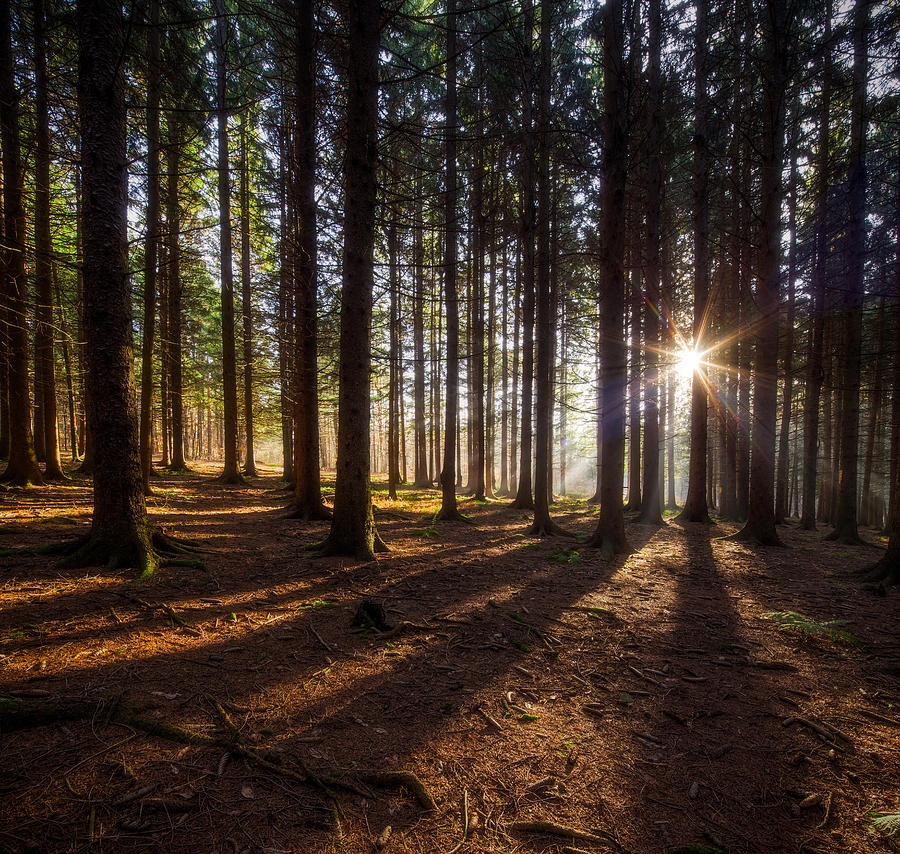 Magic Forest Photograph by Nick  Shirghio