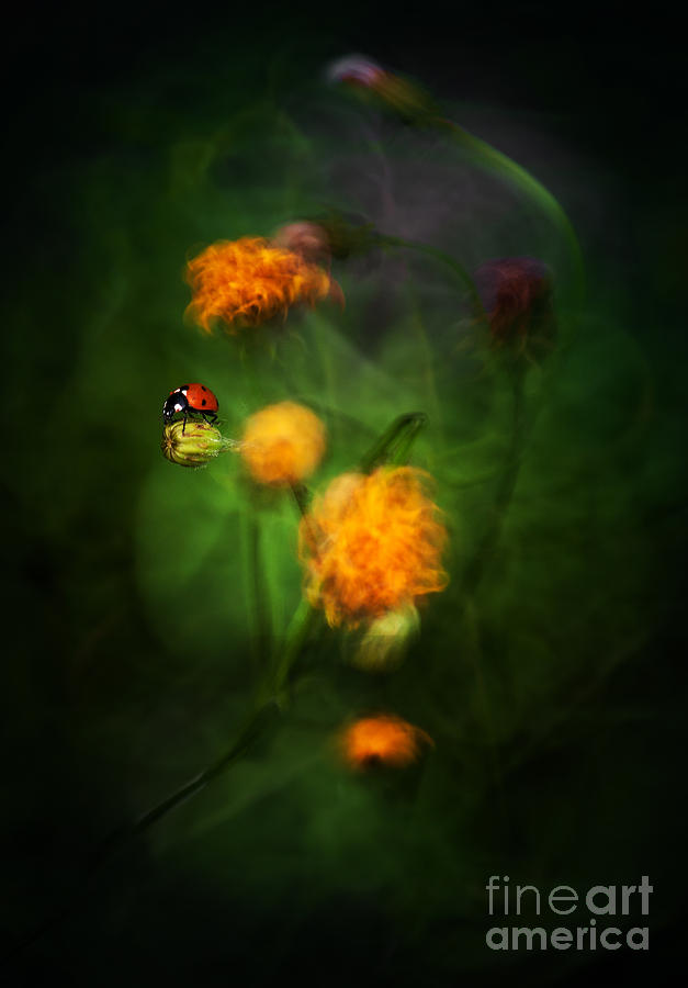 Flower Photograph - Magic Garden by Jaroslaw Blaminsky